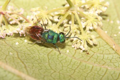Réf. 297 046 : Chrysis sp.
